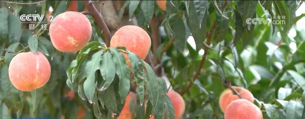甜桃喜丰收 鱼跃秋捕忙 青山绿水间唱响丰收“欢歌”_甜桃喜丰收 鱼跃秋捕忙 青山绿水间唱响丰收“欢歌”_