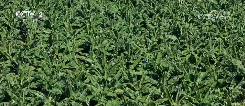 甜桃喜丰收 鱼跃秋捕忙 青山绿水间唱响丰收“欢歌”__甜桃喜丰收 鱼跃秋捕忙 青山绿水间唱响丰收“欢歌”