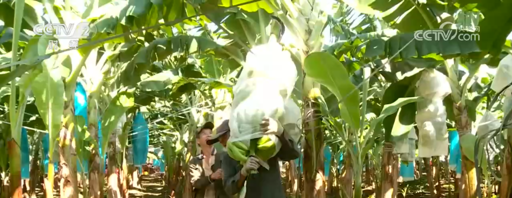 甜桃喜丰收 鱼跃秋捕忙 青山绿水间唱响丰收“欢歌”_甜桃喜丰收 鱼跃秋捕忙 青山绿水间唱响丰收“欢歌”_