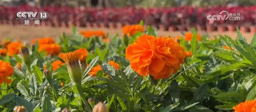 品德资料各地节日__各地国庆花坛图片