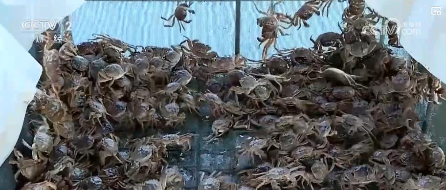 _菜鲜蟹肥 市场旺！订单式种植助农户增收_菜鲜蟹肥 市场旺！订单式种植助农户增收