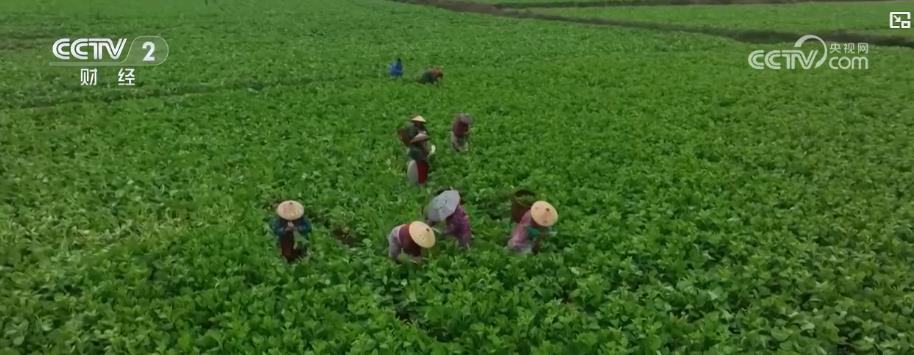 _菜鲜蟹肥 市场旺！订单式种植助农户增收_菜鲜蟹肥 市场旺！订单式种植助农户增收