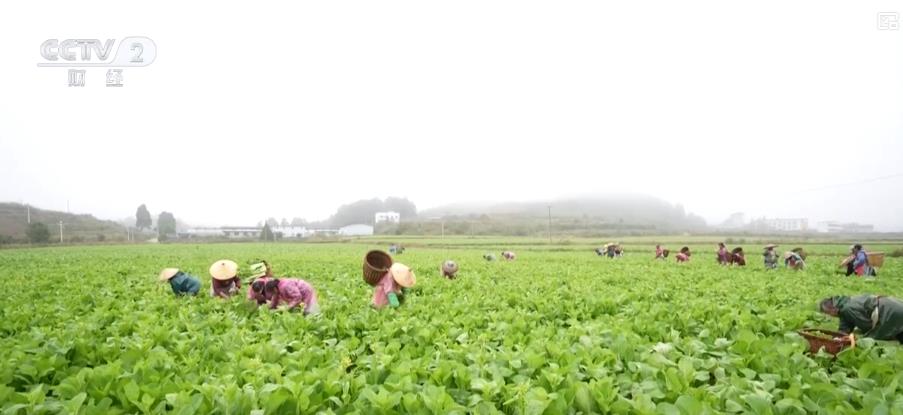 菜鲜蟹肥 市场旺！订单式种植助农户增收_菜鲜蟹肥 市场旺！订单式种植助农户增收_