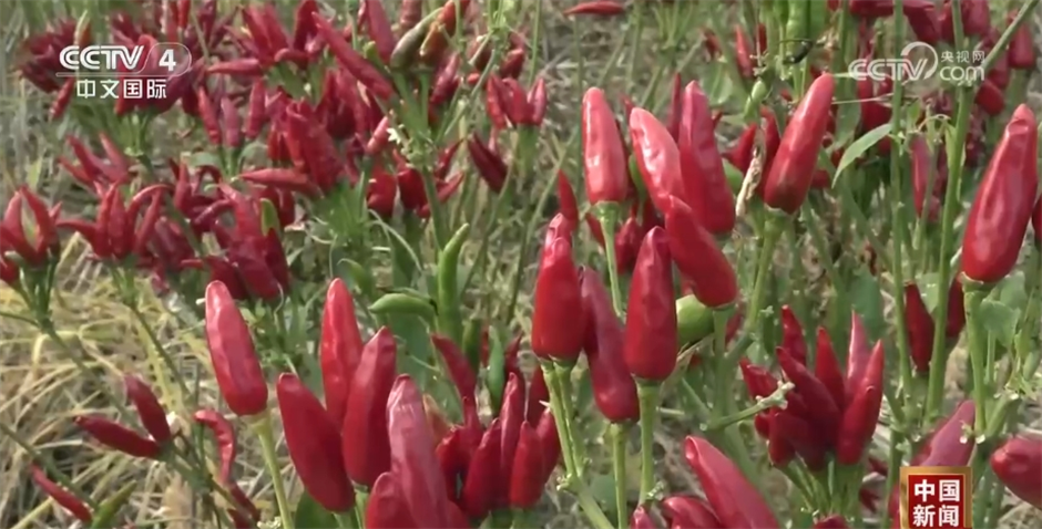 两会我关心|乡村振兴 久久为功__两会我关心|乡村振兴 久久为功