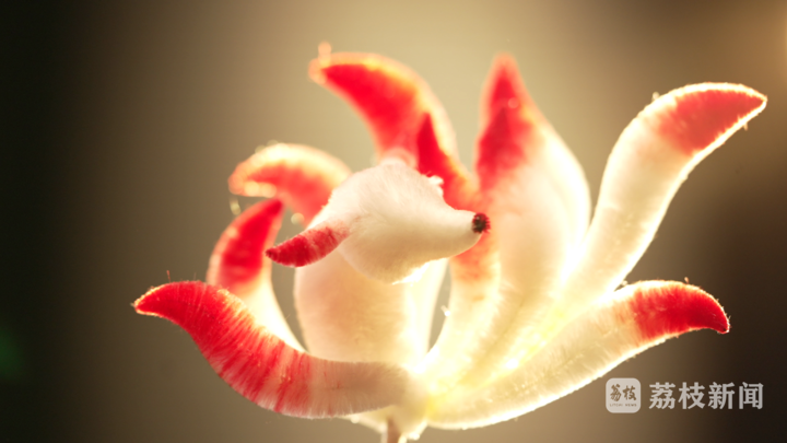 _非遗传承人的匠心_非遗匠人传承馆