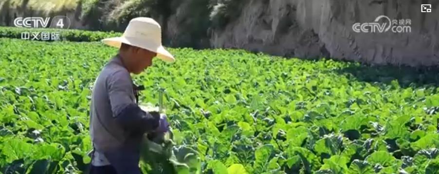 蔬菜价格大幅下跌，多措并举稳“菜篮子”。