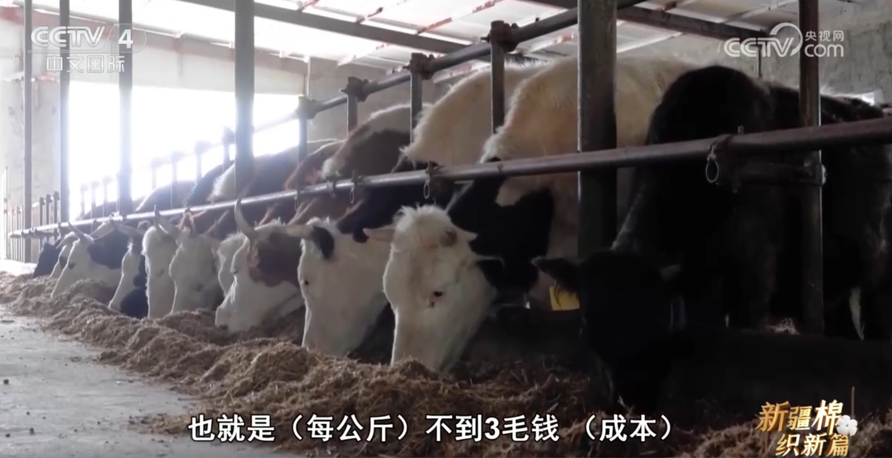 助力新疆棉花是什么意思_新疆棉创新_