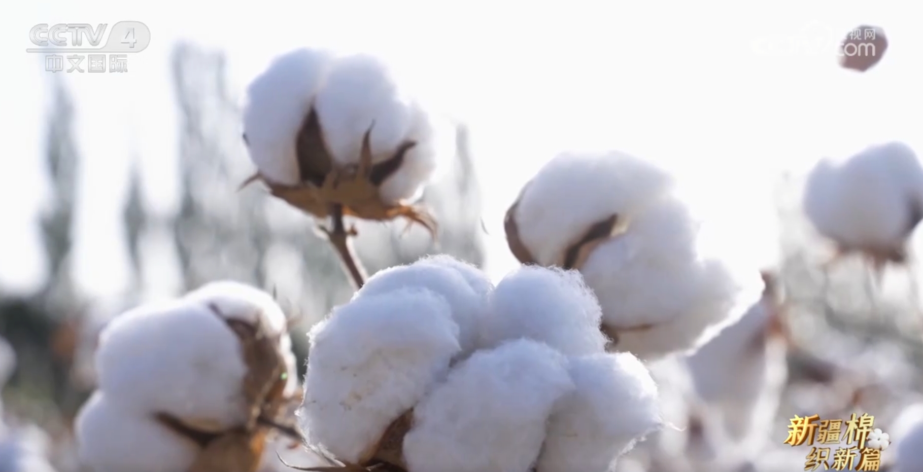 助力新疆棉花是什么意思_新疆棉创新_