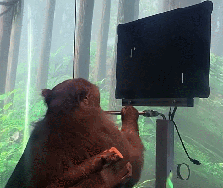 马斯克大脑芯片植入人脑_人脑芯片马斯克_