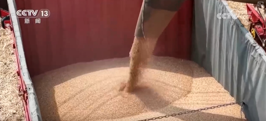 “九成熟，十成收；十成熟，一成丢” | 小麦几成熟收最好？科普“三夏”新知