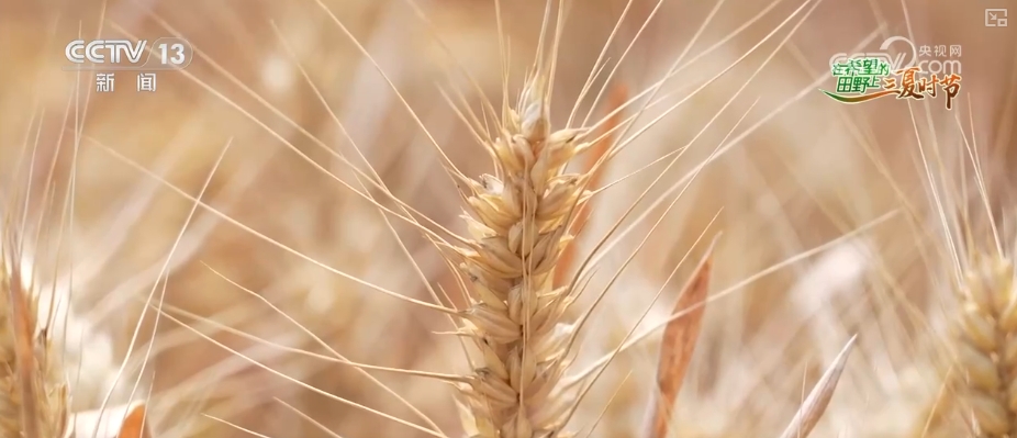 成熟的小麦叫什么__成熟期小麦图片