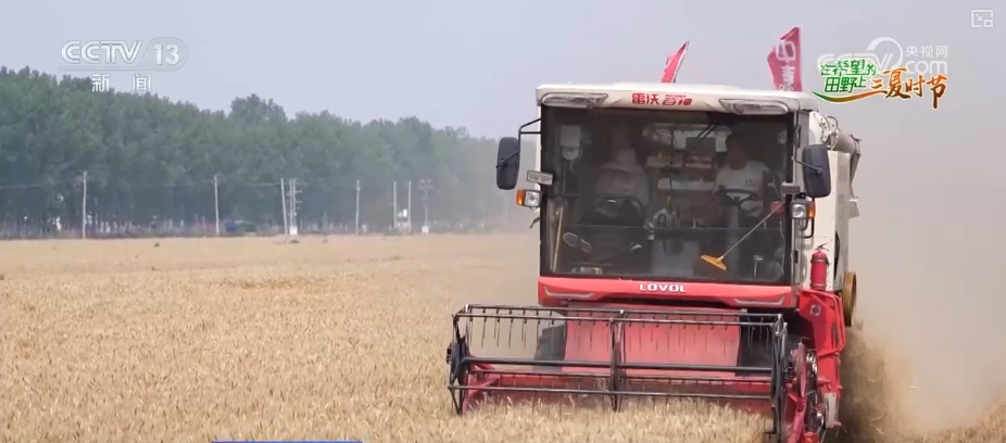 成熟期小麦图片_成熟的小麦叫什么_