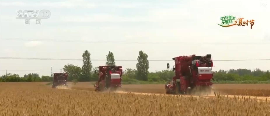 成熟的小麦叫什么__成熟期小麦图片