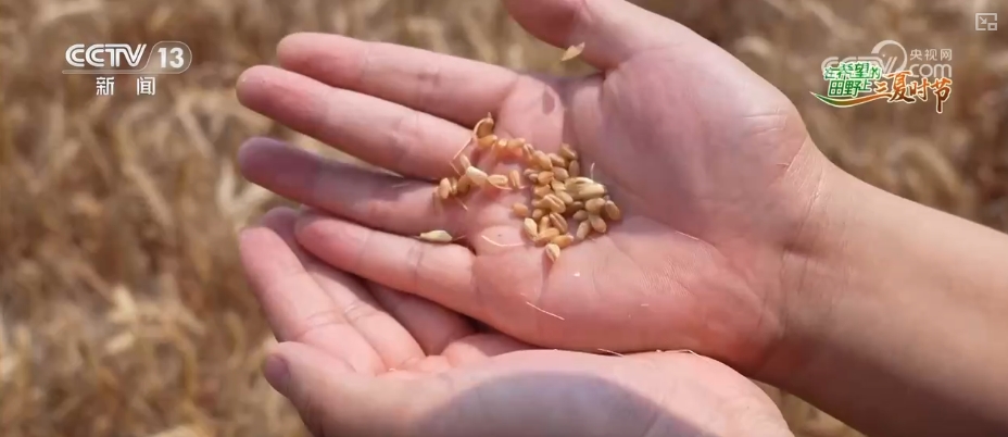 成熟的小麦叫什么_成熟期小麦图片_