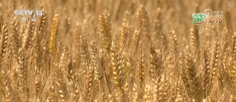 _成熟的小麦叫什么_成熟期小麦图片