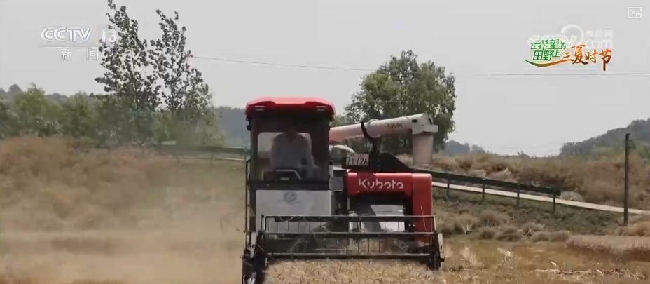 _成熟期小麦图片_成熟的小麦叫什么