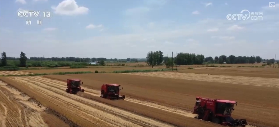 _成熟的小麦叫什么_成熟期小麦图片