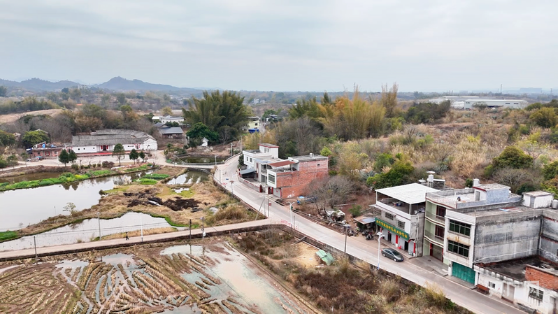 【乡路上,感受脉动中国】小肉鸽“飞”向大市场,乡村路网编织幸福图景
