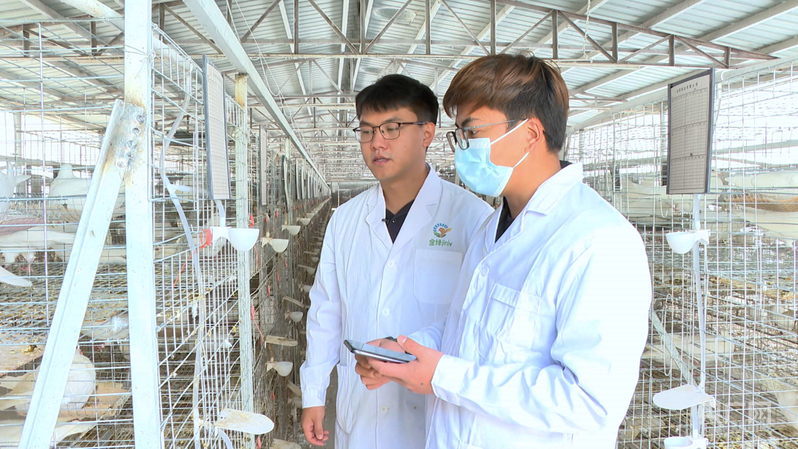 【乡路上，感受脉动中国】小肉鸽“飞”向大市场，乡村路网编织幸福图景__【乡路上，感受脉动中国】小肉鸽“飞”向大市场，乡村路网编织幸福图景