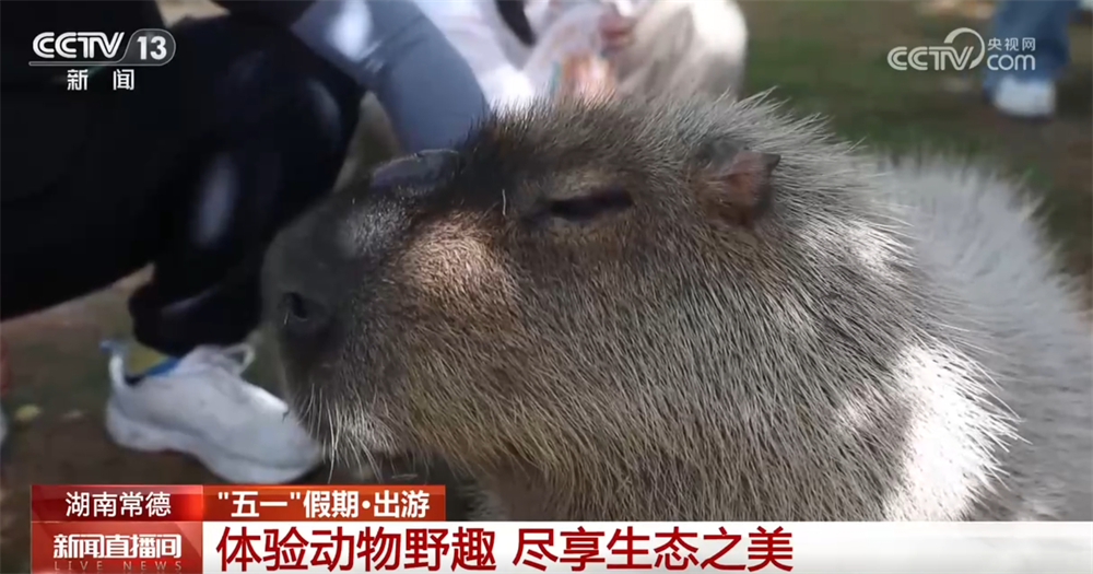 _百花乡村酒店_百花村项目