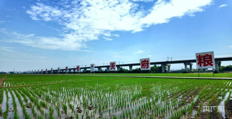 【牢记嘱托·看见美好中国】藏粮于技  智慧护航“天府粮仓”