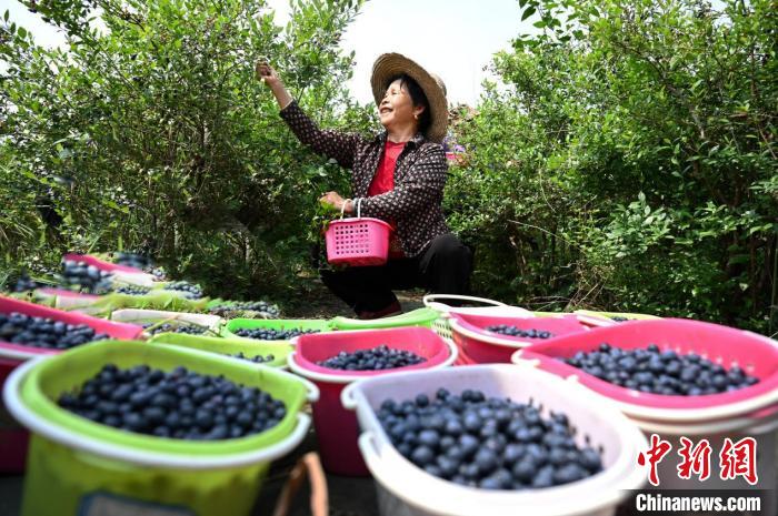 （乡村行·看振兴）江西靖安“小”浆果助绘乡村振兴“莓”好“蓝”图