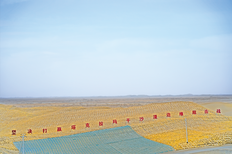 _新疆沙漠锁阳图片_沙漠锁边林