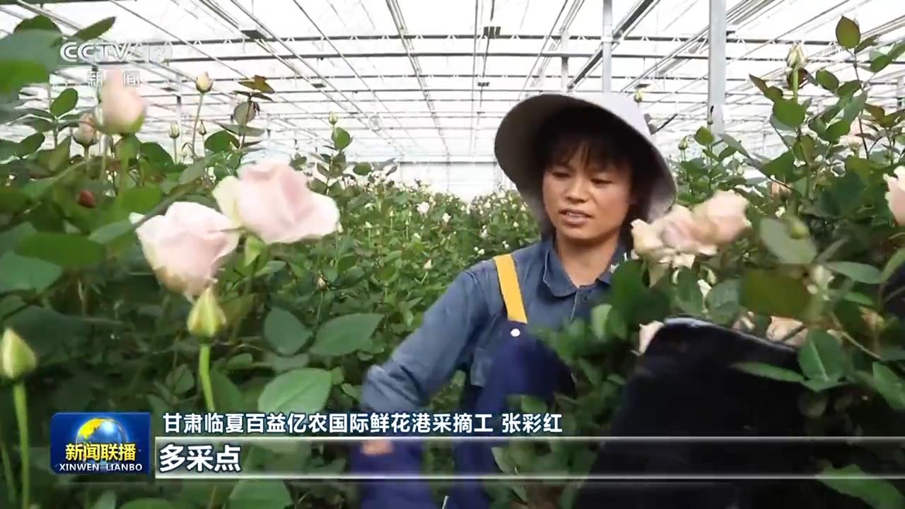 【一线调研】黄土高原玫瑰红