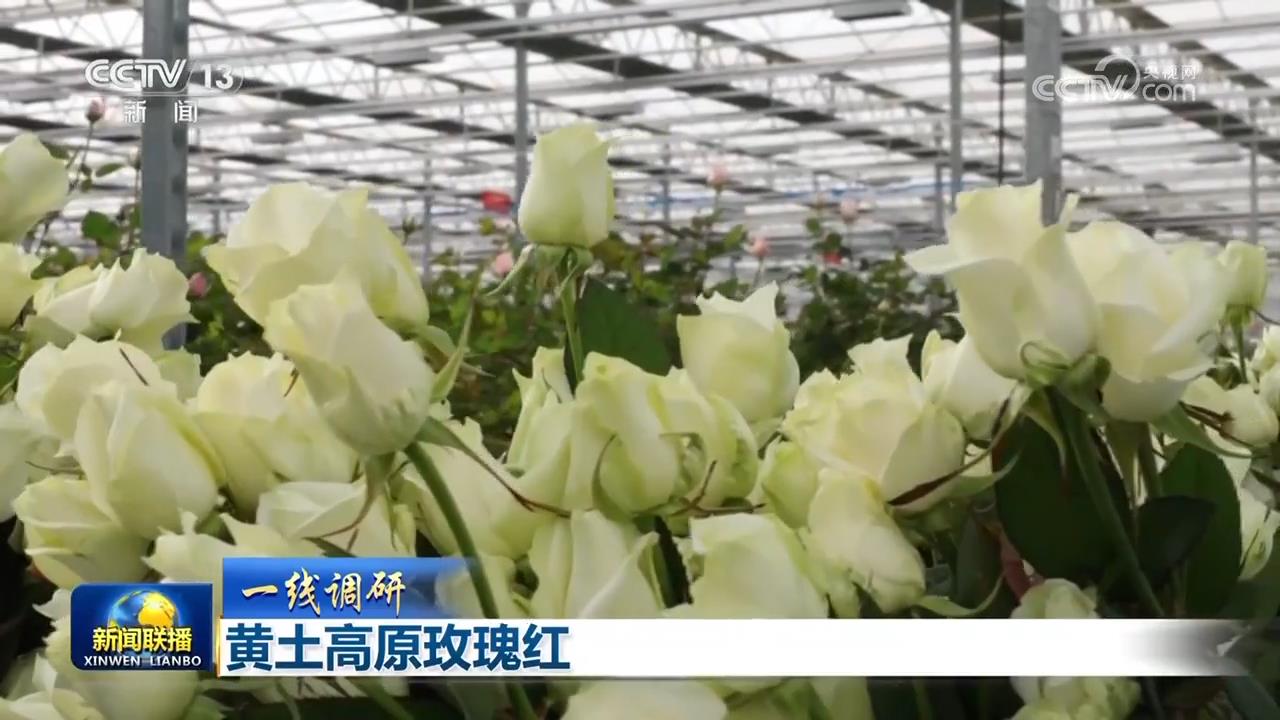 _广场舞高原上的红_高原上的红广场舞