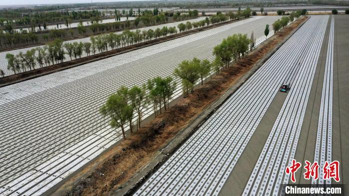 新疆棉花产业升级：科技重塑生产链 市场驱动新变革