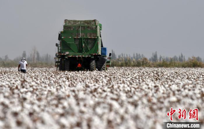 棉花创新_新疆棉花化控技术_