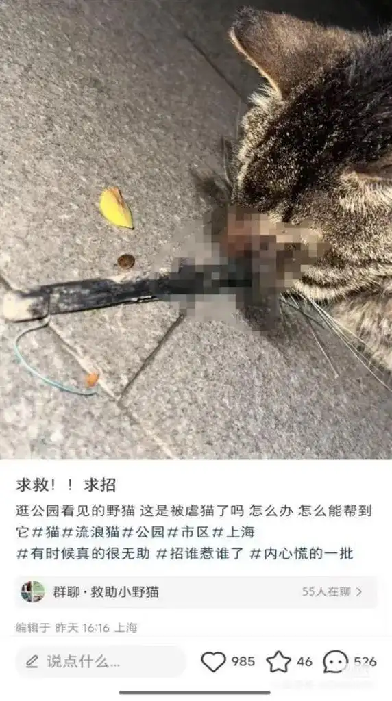 上海市民接力找寻7天！脸被射穿的狸花猫获救，医药费1天筹到四千多
