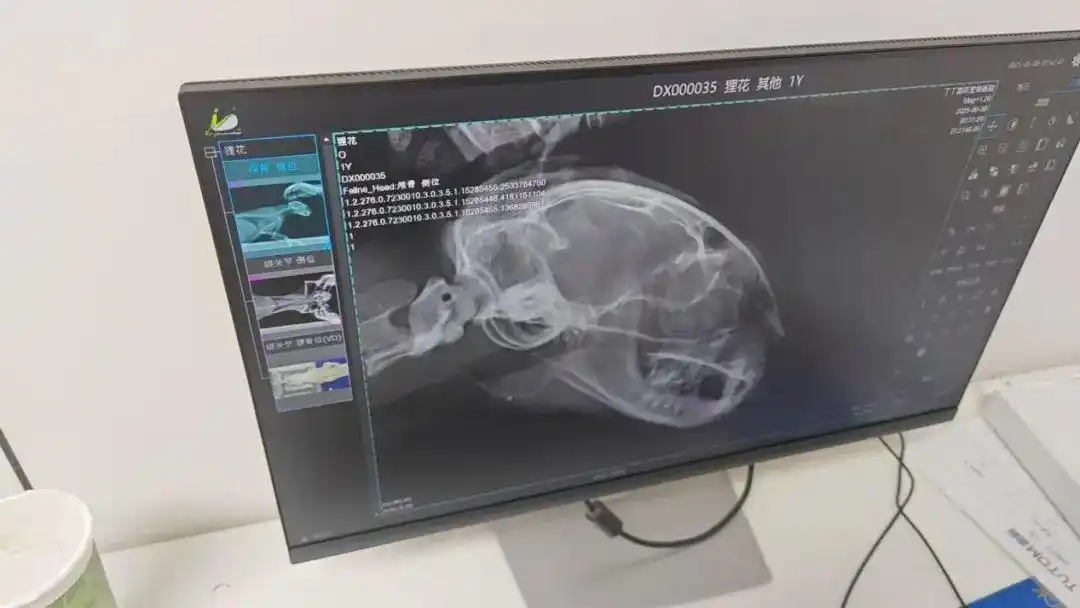 上海市民接力找寻7天!脸被射穿的狸花猫获救,医药费1天筹到四千多__上海市民接力找寻7天!脸被射穿的狸花猫获救,医药费1天筹到四千多