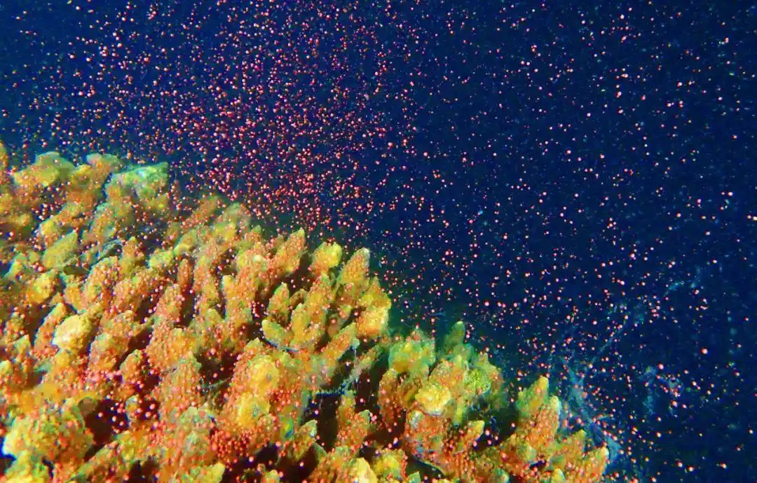 今年首次！深圳大鹏海域鹿角珊瑚大规模产卵，形成“海底繁星”奇观