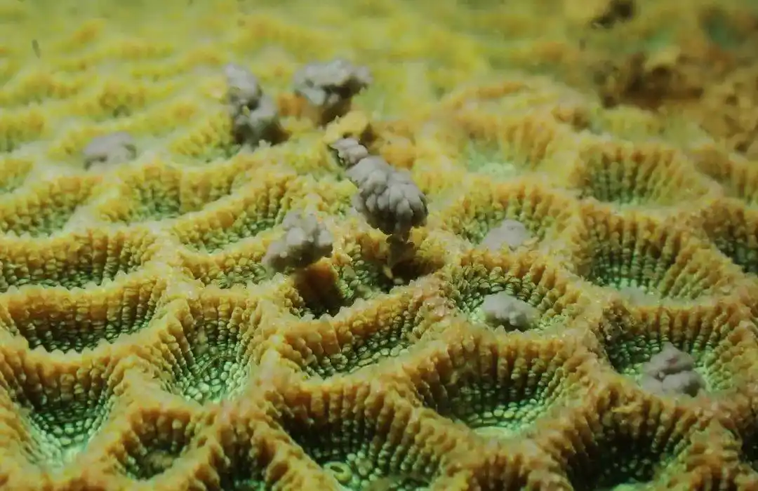 鹿角花珊瑚_大鹏珊瑚基地_