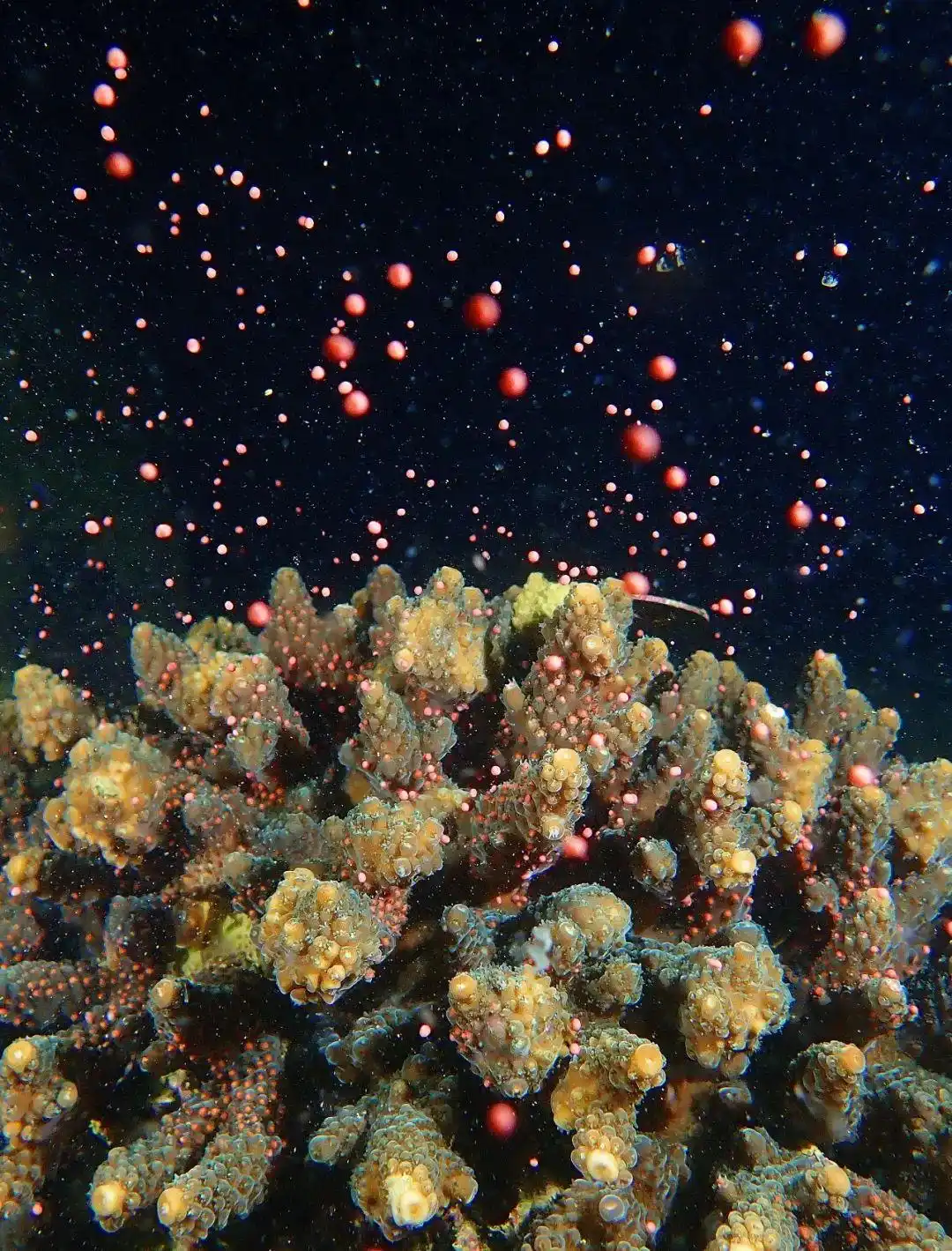 鹿角花珊瑚__大鹏珊瑚基地