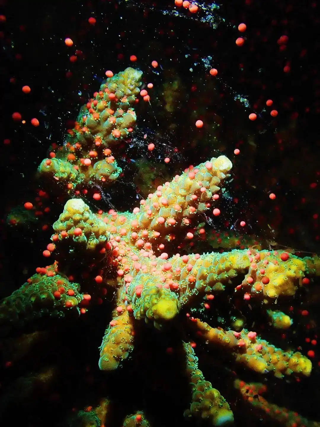 _大鹏珊瑚基地_鹿角花珊瑚