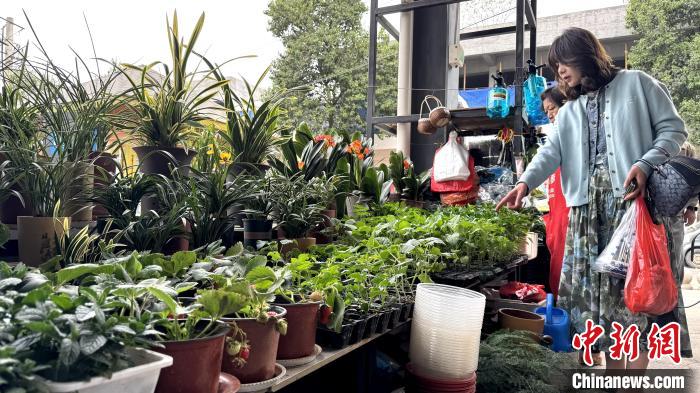 从赏花到寻菜 中国青年解锁“土味”踏青新方式