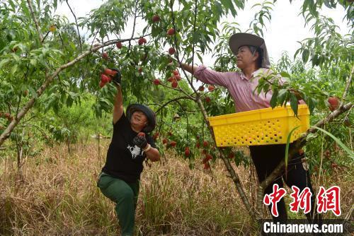 一颗桃子的两岸融合之路