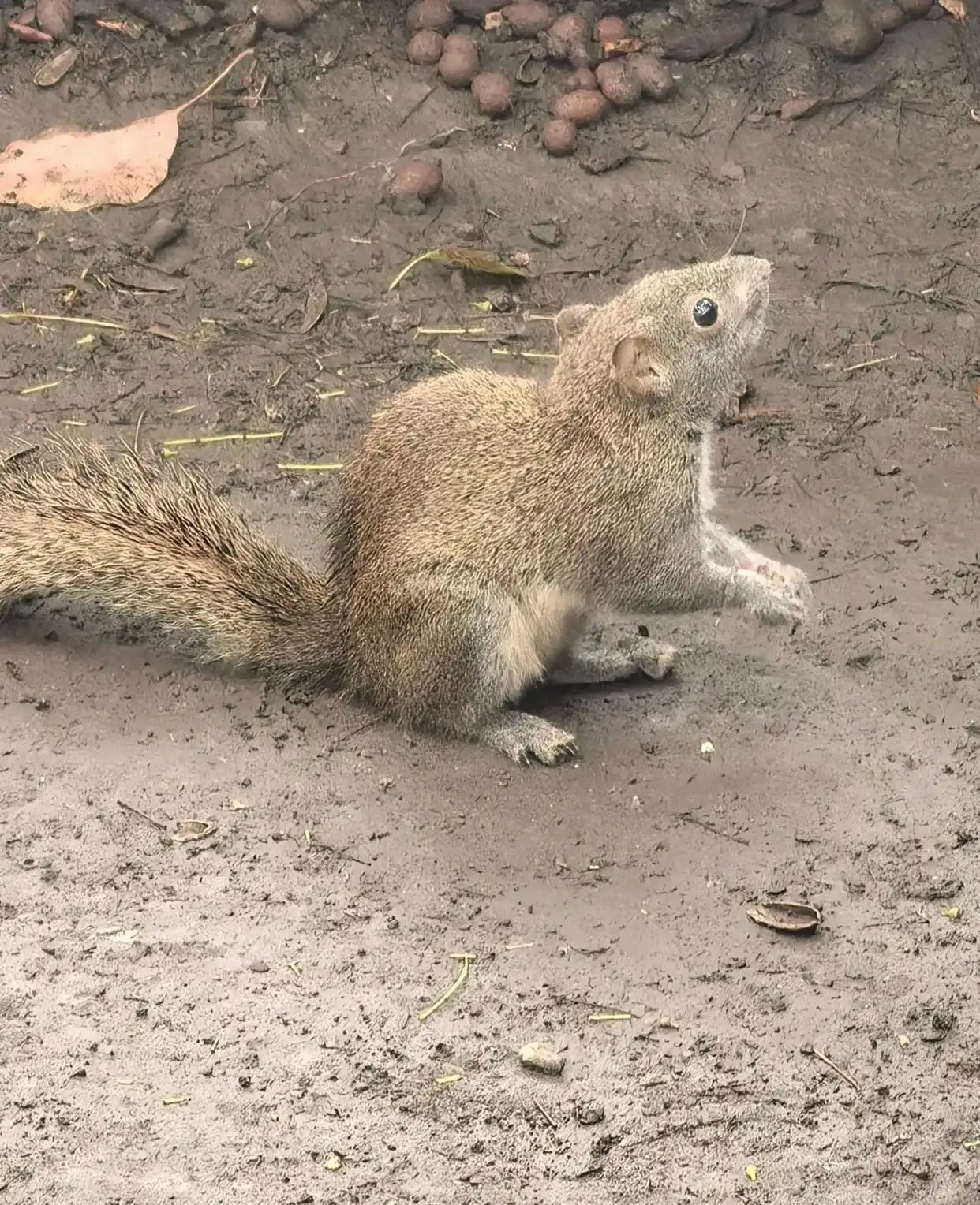 杭州西湖边有人拔断松鼠尾巴？西湖景区：正展开调查核实