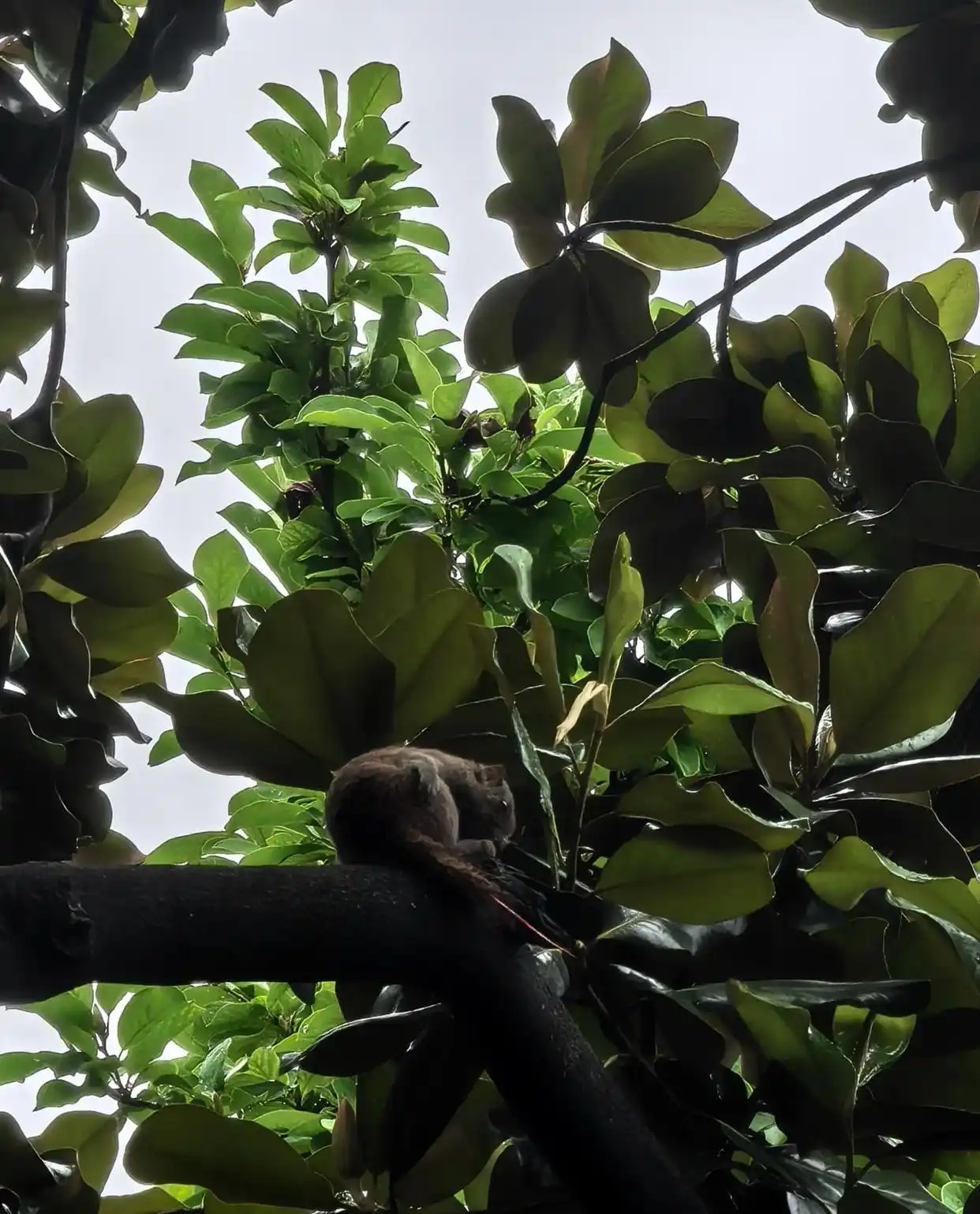 杭州西湖边有人拔断松鼠尾巴？西湖景区：正展开调查核实__杭州西湖边有人拔断松鼠尾巴？西湖景区：正展开调查核实