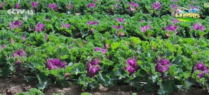 特色农业产销两旺 科技赋能乡村振兴