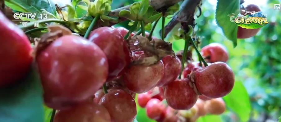 _乡村振兴科技助力_乡村振兴的科技农服之路