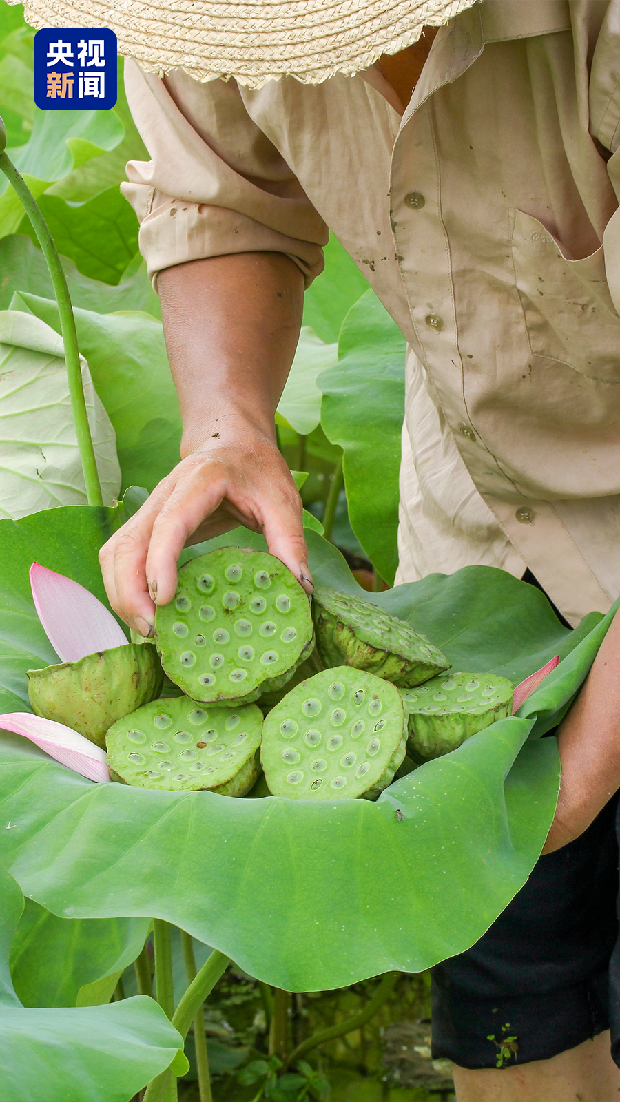 推特看已经删除的推文__只有英男敢推绿袍