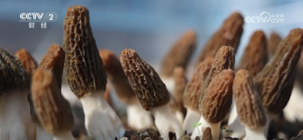 _神州大地万象“耕”新 希望田野奏响春耕春管“交响曲”_神州大地万象“耕”新 希望田野奏响春耕春管“交响曲”