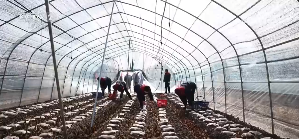 _神州大地万象“耕”新 希望田野奏响春耕春管“交响曲”_神州大地万象“耕”新 希望田野奏响春耕春管“交响曲”