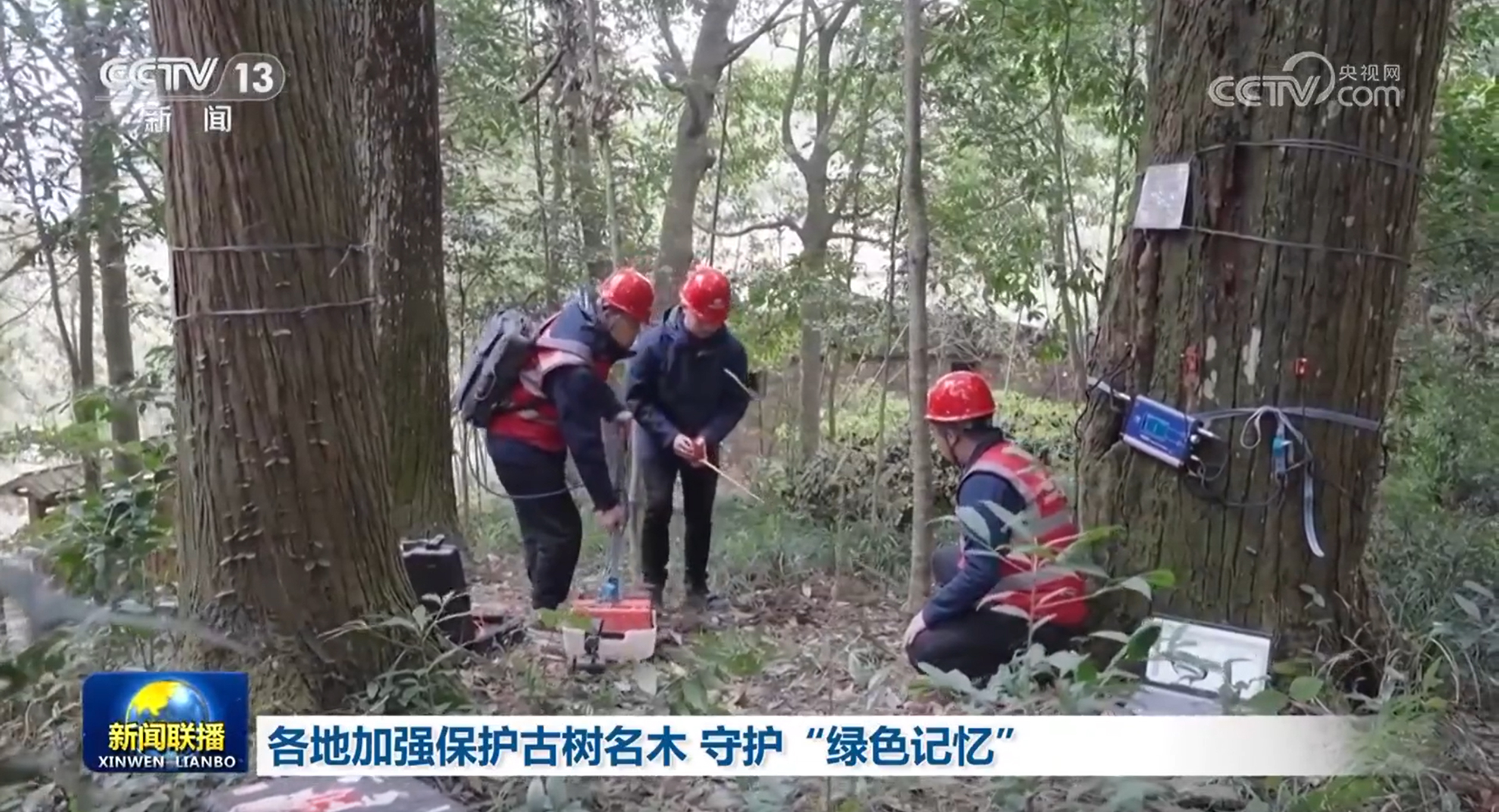 保护古树名木的标语_保护古树名木_