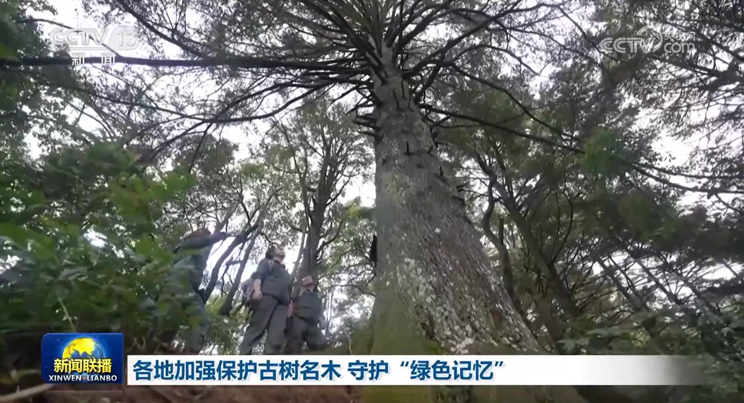 保护古树名木的标语__保护古树名木