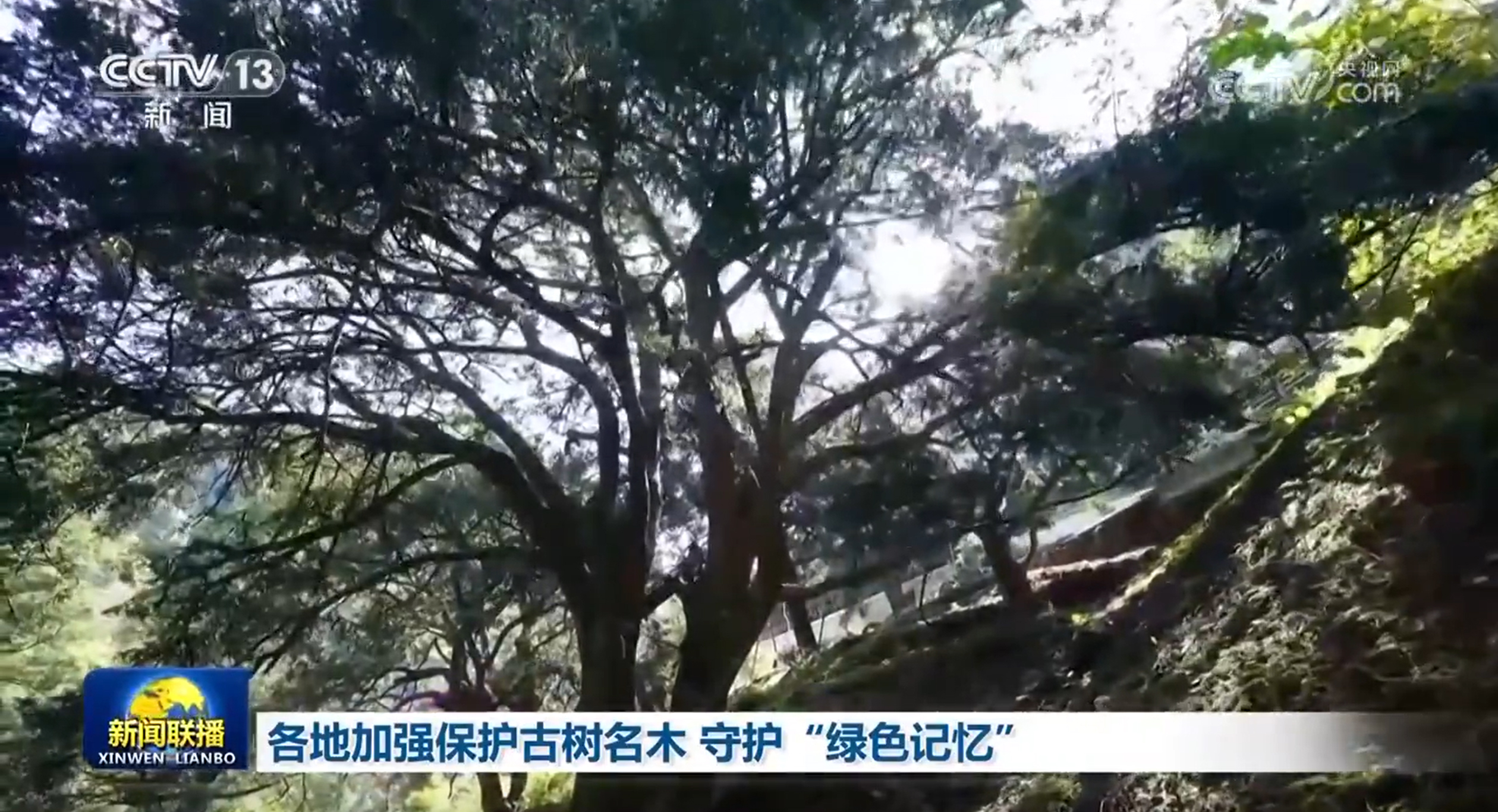 保护古树名木__保护古树名木的标语