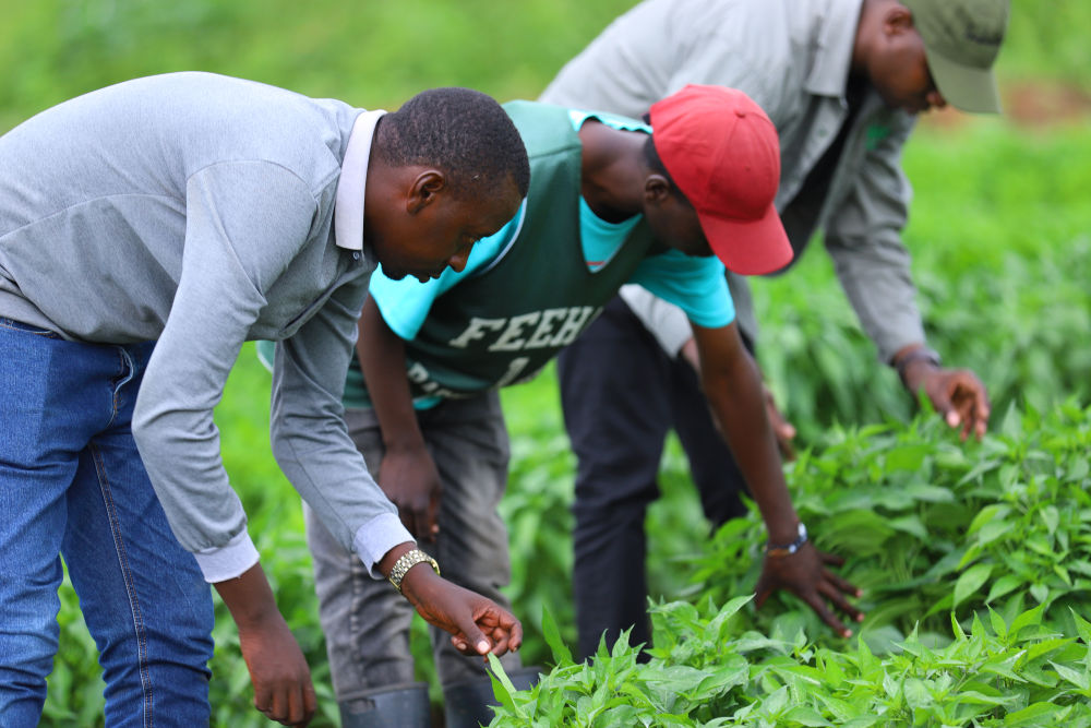 田间辣椒图片__田野里辣椒